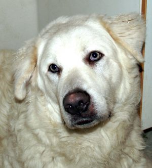 Capone