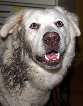 Capone