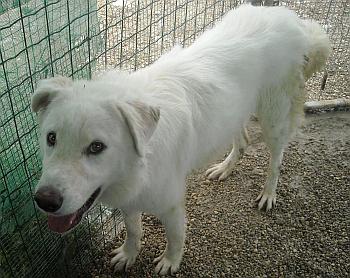 Coella