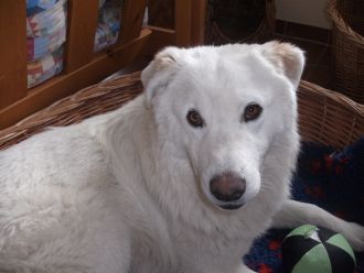 Coella