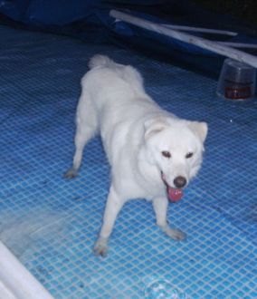 Coella