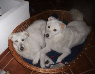 Coella
