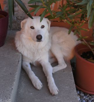 Coella