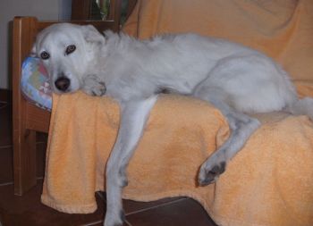 Coella