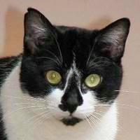 Felix