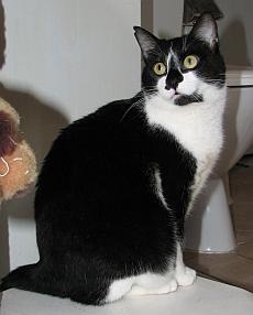 Felix