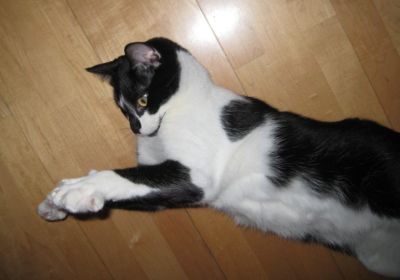 Felix