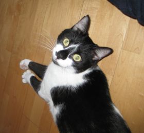 Felix
