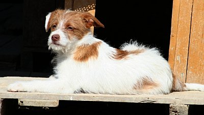 Fiocco
