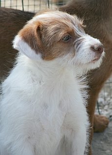 Fiocco