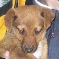Fiorello