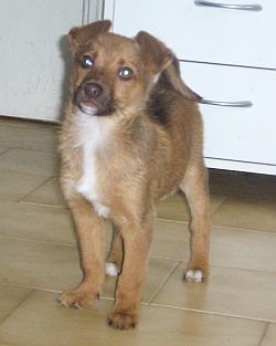 Fiorello