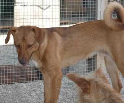 Fiorello