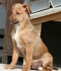 Fiorello