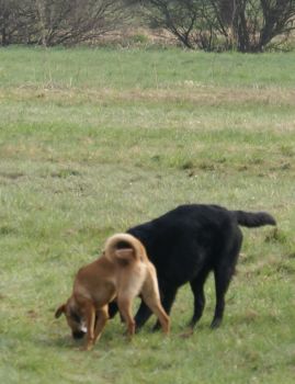 Fiorello und Balu