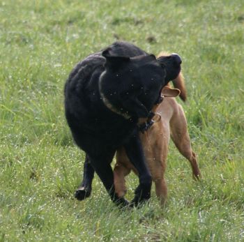 Fiorello und Balu