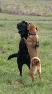 Fiorello und Balu