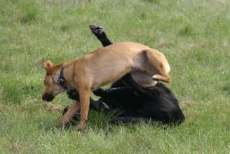 Fiorello und Balu