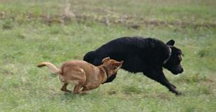 Fiorello und Balu
