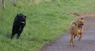 Fiorello und Balu