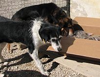Fjella und Flic