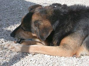Fjella