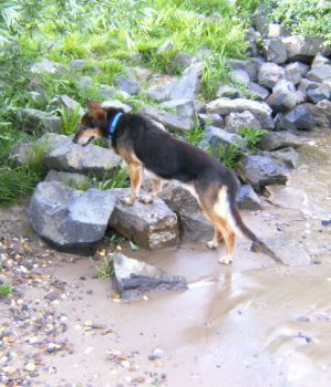 Fjella in den Rheinwiesen