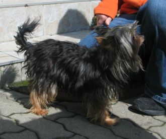 Fussel