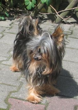 Fussel
