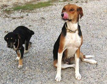 Gezgin+Güçlü