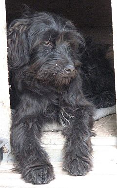 Giodi