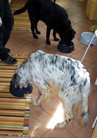 Giulio