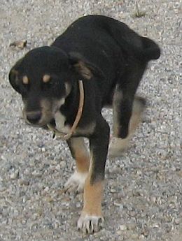 Güclü