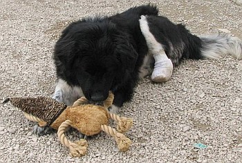lauter tolle Sachen