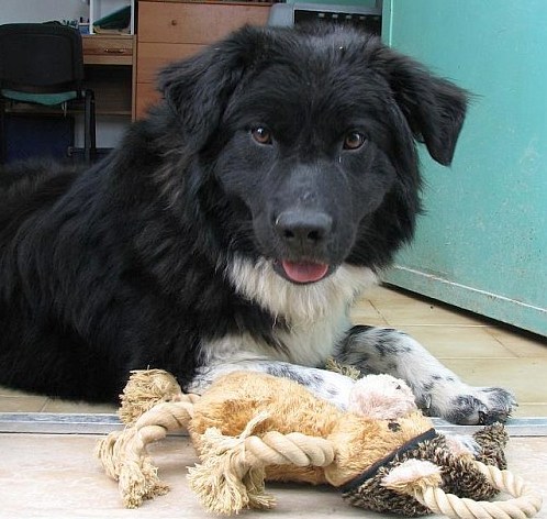 Teddy