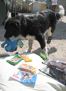 der blaue Hund