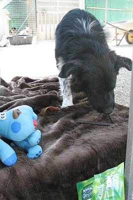 der blaue Hund