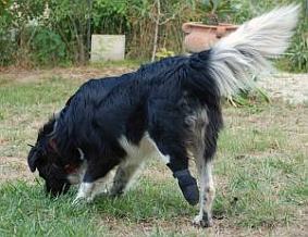 Isotta