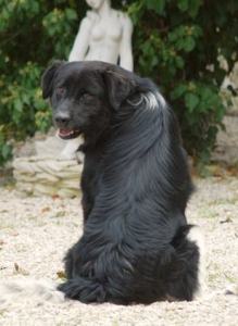 Isotta