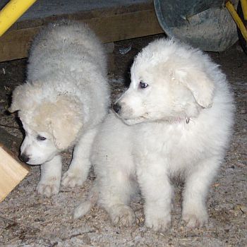 Kuvasz-Minis