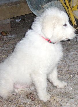 Kuvasz-Minis