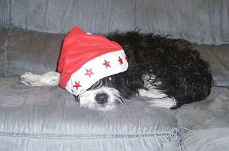 Weihnachtshund