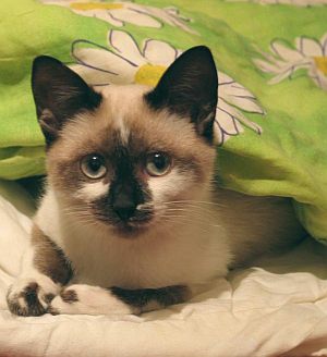 Leo