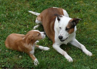 Leon und Aiko