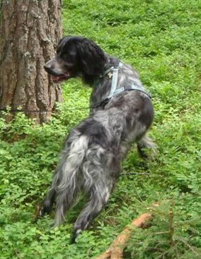 Lilla
