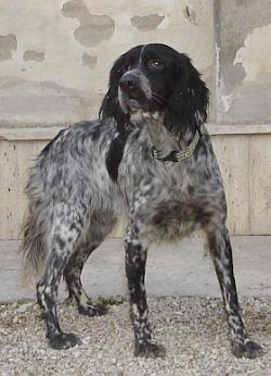 Lilla
