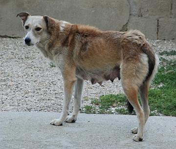 Lupa di Roma