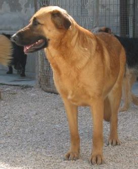 Magalie
