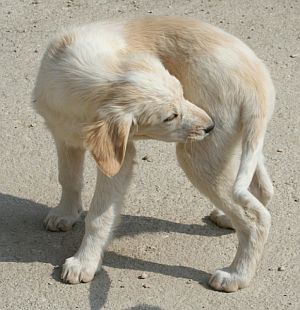 Malina