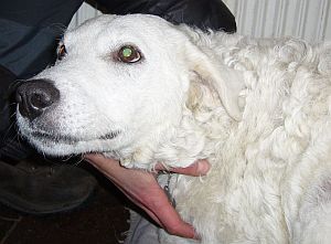 Molli